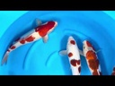 youtube - [Video]