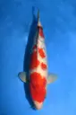 26SKZ015 - Ai Goromo 