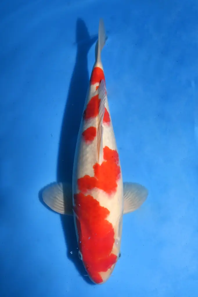 26SKZ023 - Ai Goromo   
