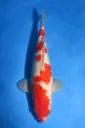 26SKZ023 - Ai Goromo   